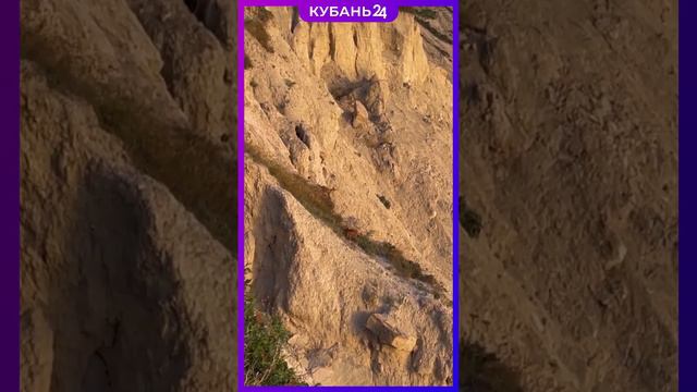 Игру лисичек на склоне Лысой горы в Анапе