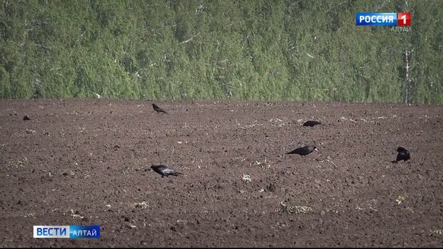 Хозяйства Алтайского края посеяли сахарную свёклу