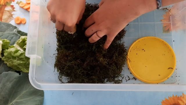 блог  кормление улиток уборка у всех моих улитокулиткаахатины улитка_ахатина_продам архахатины