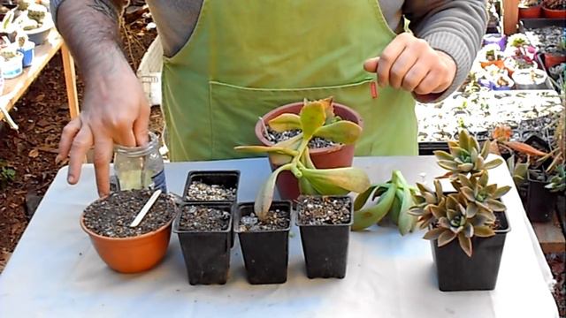 Decapitando una Echeveria