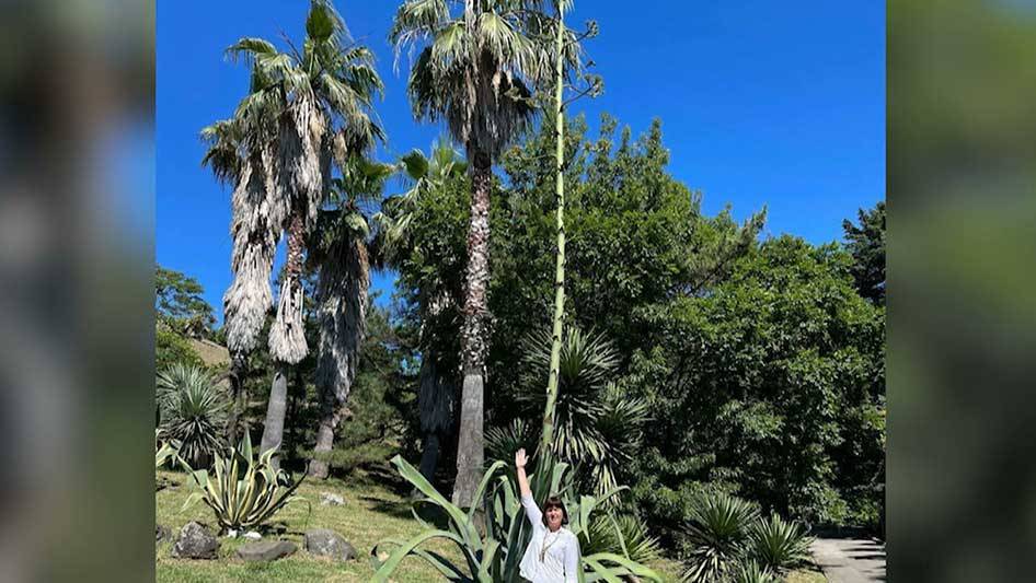 В сочинском парке "Дендрарий" зацвела мексиканская агава
