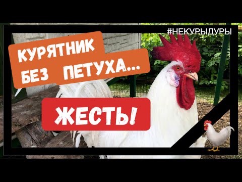 Расклёв. Почему куры клюют друг друга.