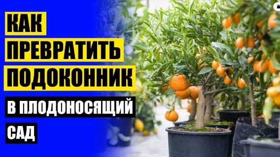 Лучшие комнатные растения для дома 100