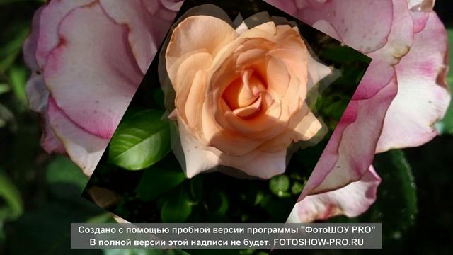 Розы на моей даче