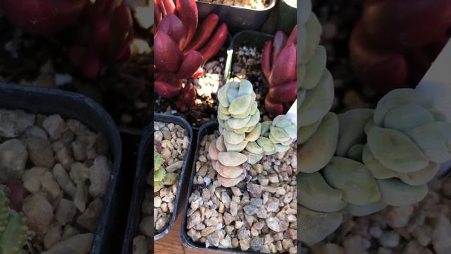 2019 SF Succulent Show Haul! Rare and beautiful!