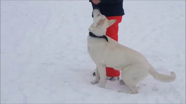 Дейзи,  швейцарская овчарка 7 мес.