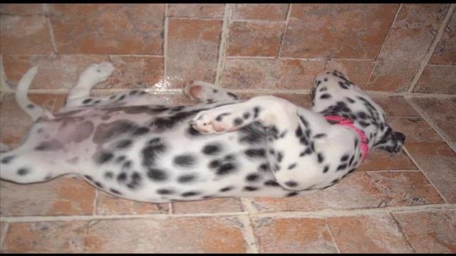 Mia The Dalmatian: Aloha Alaina