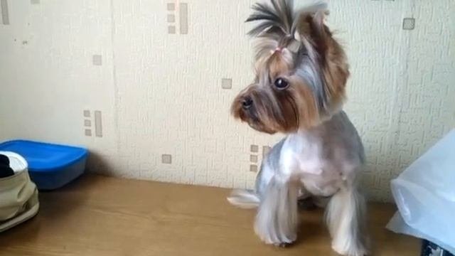 Маленькое шутливое видео.