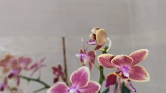 Sweet girl Phoenix Sapphire и другие орхидеи. Домашнее цветение орхидей в мае.