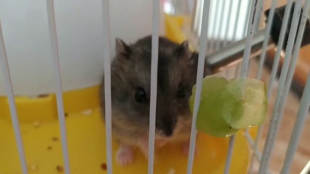 вы еще не видели такое чудо природы