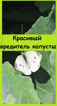 Рассмотрим во всех подробностях бабочку-вредителя КАПУСТНУЮ БЕЛЯНКУ
#дача #сад #garden