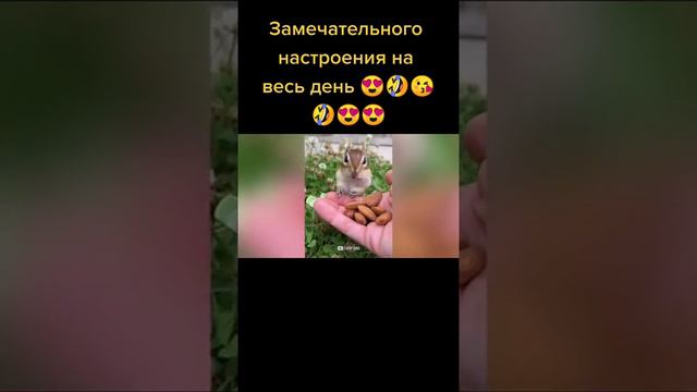 Приколы с животными | смешные животные | приколы из тик тока | тик ток