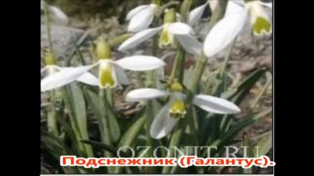 красная книга