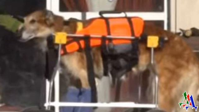 ЖИВУЩИЕ в НОЧИ 15. «Отстаньте от меня, теперь это моя собака! Никому я его не отдам и точка!»