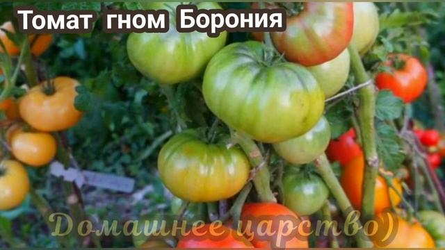 Лучшие ТОМАТЫ для открытого грунта