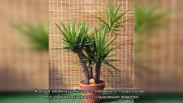 Какой уход в домашних условиях нужен юкке?