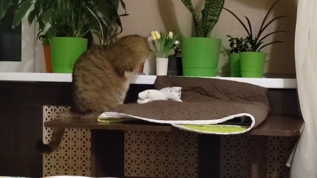 Трехлапый кот Финдус готовится ко сну