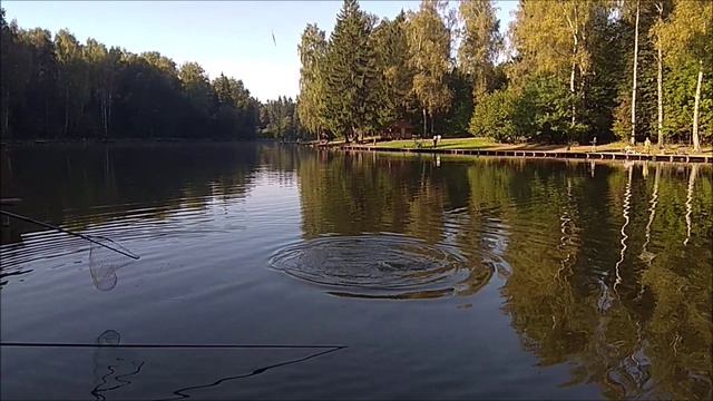 Поимки карпа на поплавочную снасть. Клёвое место, Лосиный остров, верхний водоём.