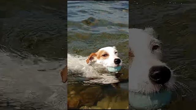 За мячиком в огонь и в воду.
