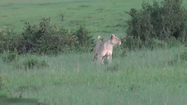 14 Magnificent Hunting And Chasing Moments By Wild Animals