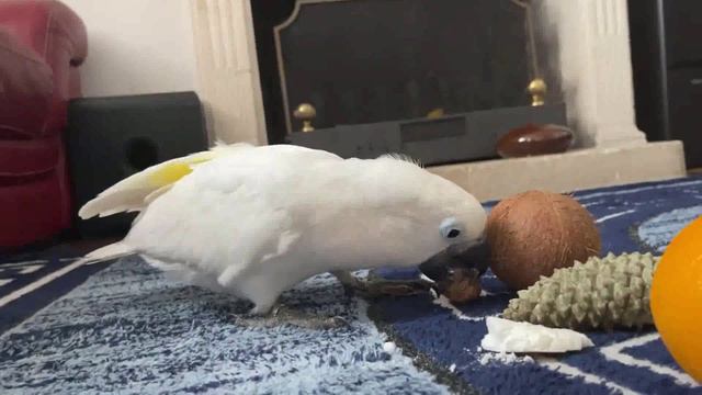 Какаду играет с едой, Parrot cockatoo playing with food #umbrella cockatoo #bird