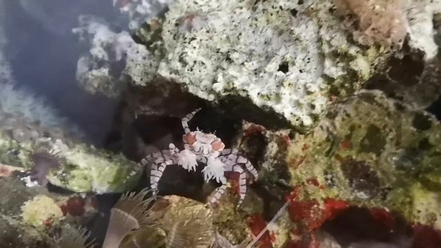 Краб пом-пом, краб боксёр, морской аквариум