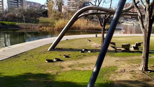 Колыбельная для гусей.