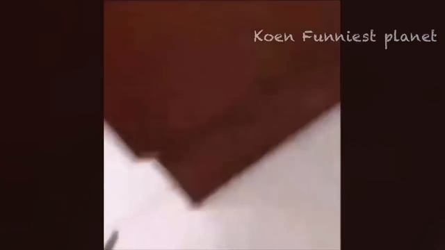 Funny Dogs And Cats Videos 2023 ? - Best Funniest Animal Videos Of The Month ?? #3