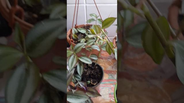 ~ мои зебринки- малыши,~ больное растение.