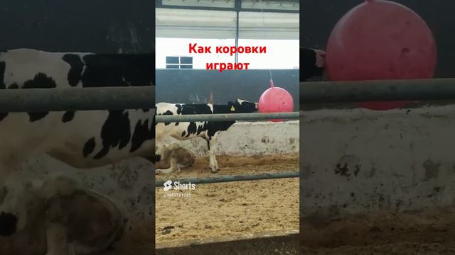 Как коровки играют.