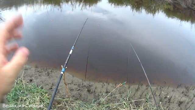 Гиганты караси рвут леску! Рыбалка на удочку..mp4