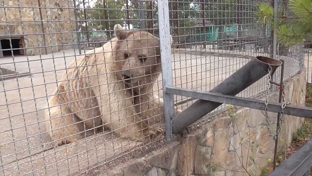 Бизон Федя - добряк, Лапушкин решил, что он вожак! А мишкам подавай угощение! Парк львов 
