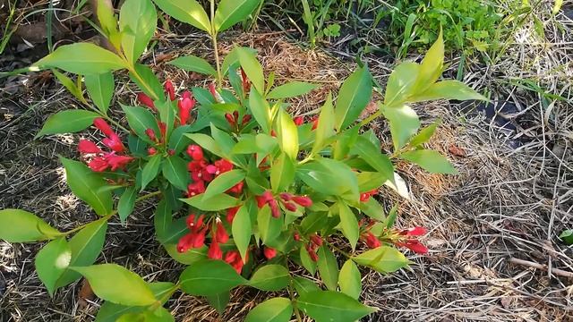 Вейгела All summer red