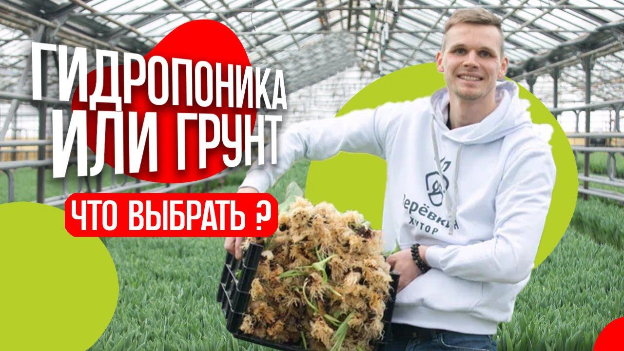 Тюльпаны в теплице. Выращиваем на 8 марту. Гидропоника или грунт - что выбрать?