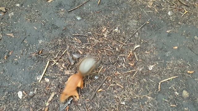 Кормление белок в роще у дома
