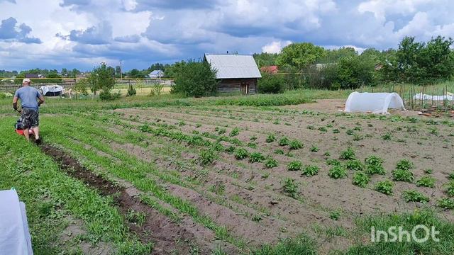 Прополка картофеля мотоблоком Агат. Полольники Мобил К.