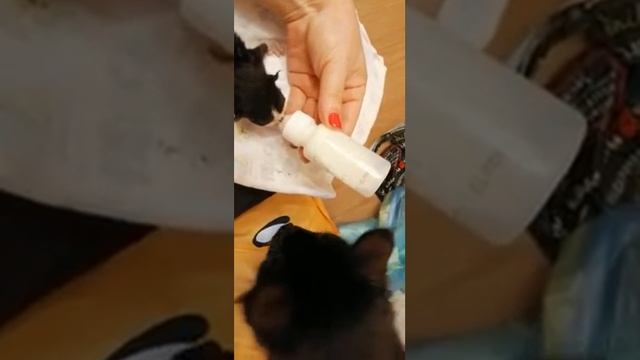 Маленький котенок с аппетитом кушает молоко из соски. A small kitten with eats milk from the nipple