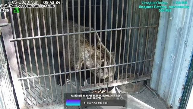 Медведь Мансур - Mansur the Bear Чем угостил папка?!!