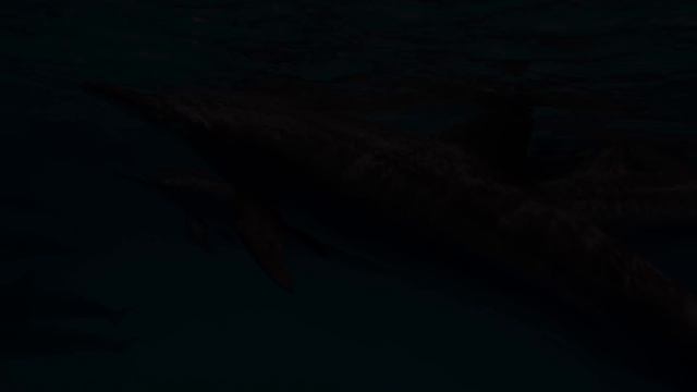 Music For Stress Relief, With A Beautiful Scenery Of Dolphins | Oualichi Meditations