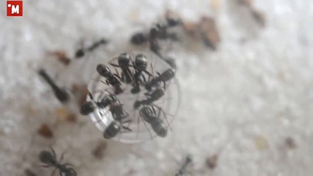 Переселение муравьев Formica fusca в чистый формик. Сироп из тростникового сахара.