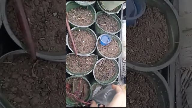 Альтернантера : черенкование. Покажу 2 сорта.