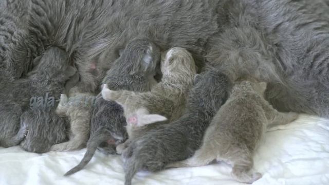 Новорожденные британские котята Litter- R2