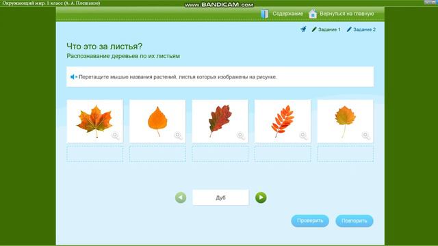 Листья на деревьях такие разные? | Окр. мир 1 класс "Что это за листья?"