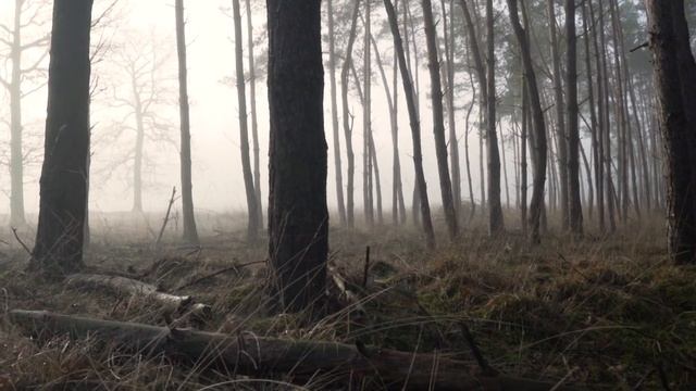 Лес. Природа.