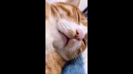BEST CAT MEMES COMPILATION OF 2020 - 2021 PART 53 (FUNNY CATS)