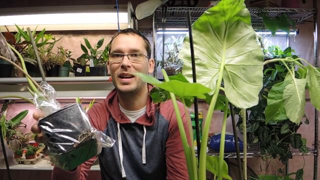 Brugmansia Quebec Plant Order Unboxing