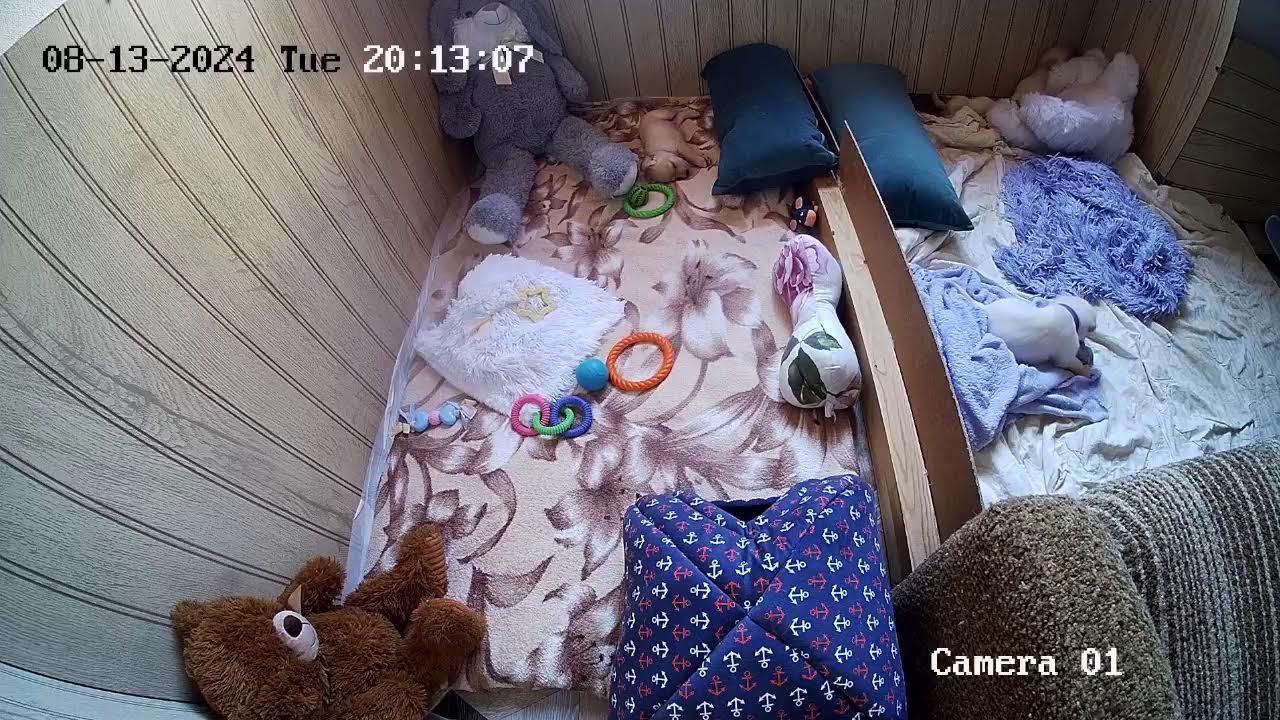 Щенки Лабрадора / ПРОДАЮТСЯ / НОВОСИБИРСК/ SHATSKIKH`S DOGS / 8-962-831-94-91/ Labrador puppies sale