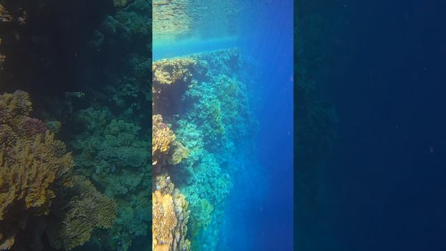 Underwater #shorts