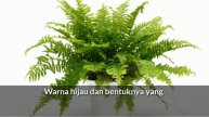 5 TANAMAN HIAS GANTUNG YANG ESTETIK DAN MENYEJUKKAN || Aneka Flora
