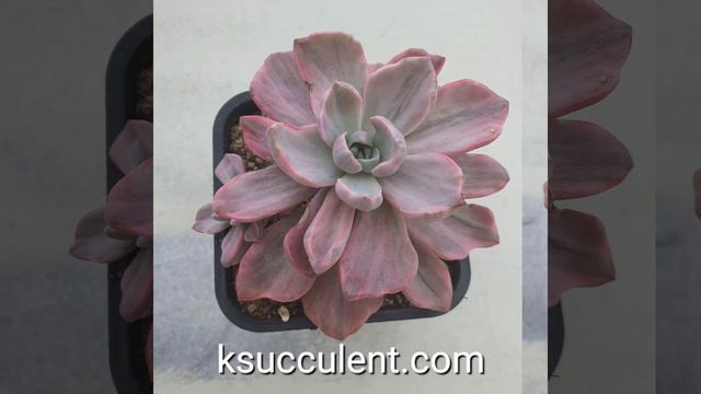 Korean succulents